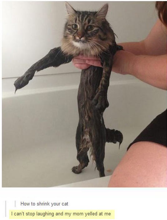 cool-cat-bath-Tumblr