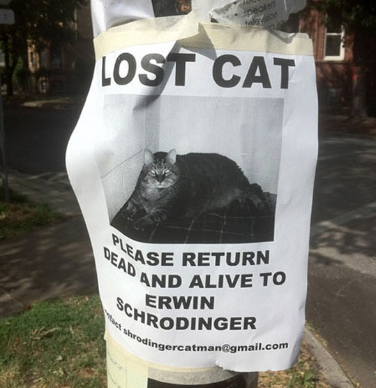 cool-lost-cat-sign