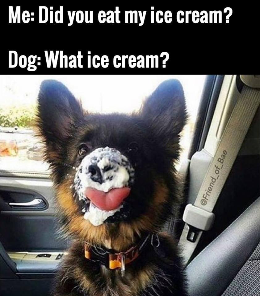 dog-icecream-eating