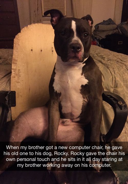 dog-old-computer-chair