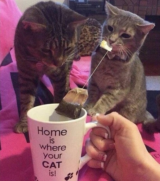 funny-cat-biting-tea-mug
