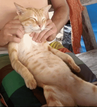 funny-gif-cat-massage-relax