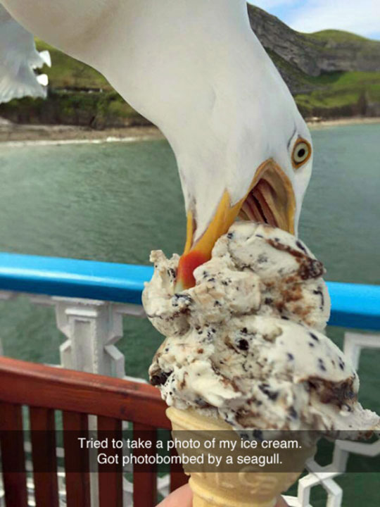 funny-seagull-eating-ice-cream-cone