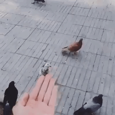 gif-pigeon-trick-mean