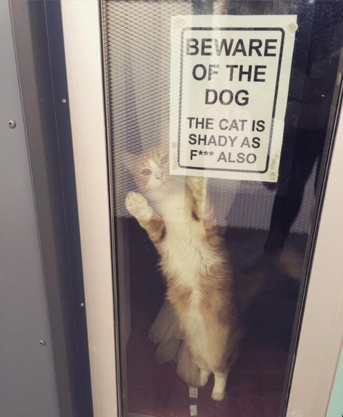 sign-cat-dog-beware