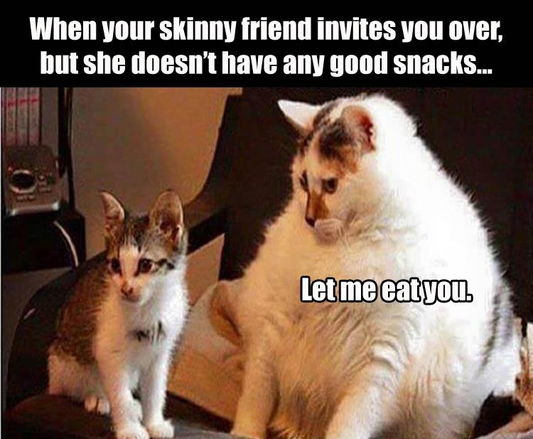 skinny-friend-cats-fat