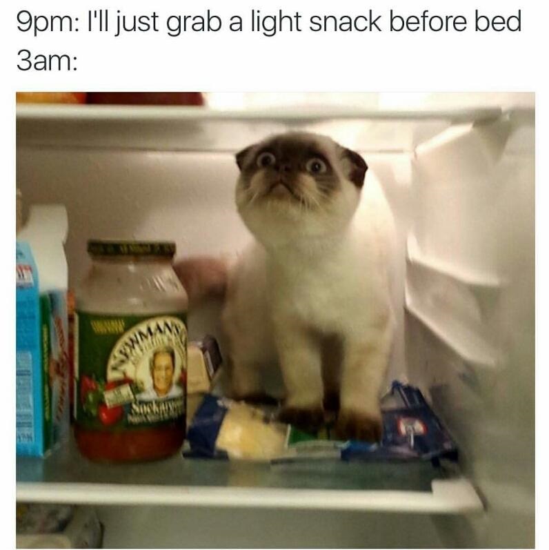 snack-night-food-cat-fridge