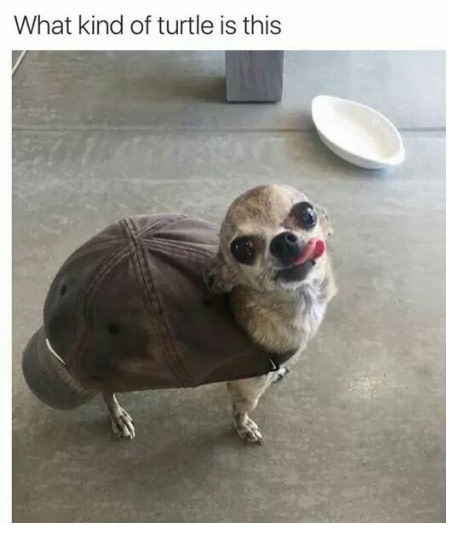 turtle-dog-cap-derp