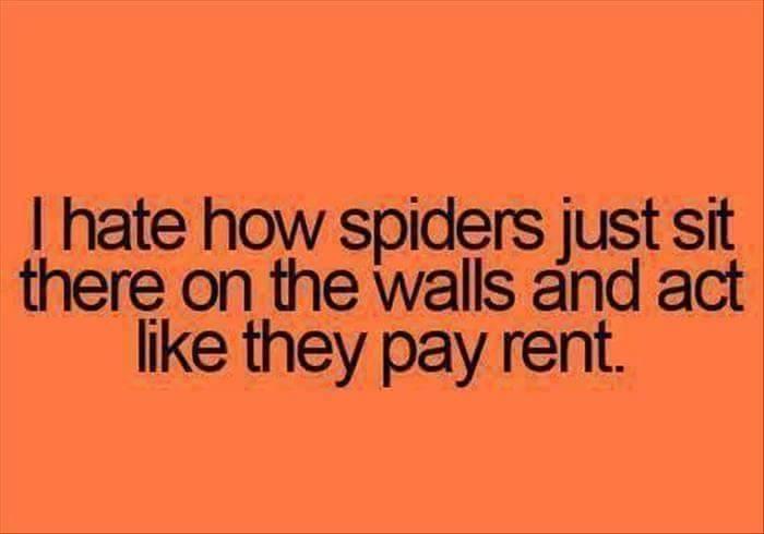 spiders-pay-rent