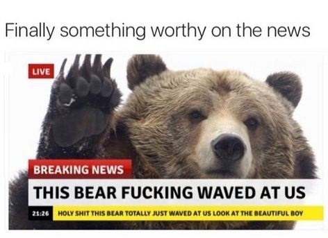 bear-news-wave