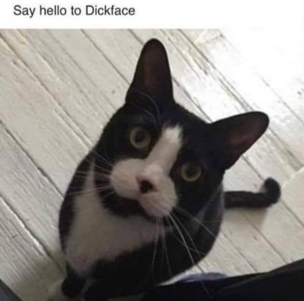 cat-dickhead-name
