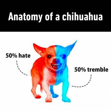 chihuahua-tremble-anatomy