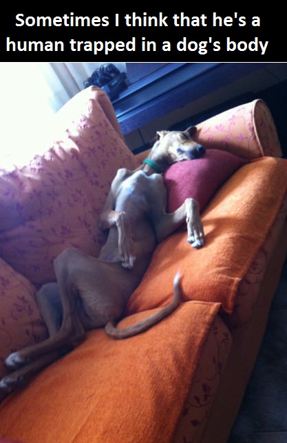 dog-human-body-sleeping