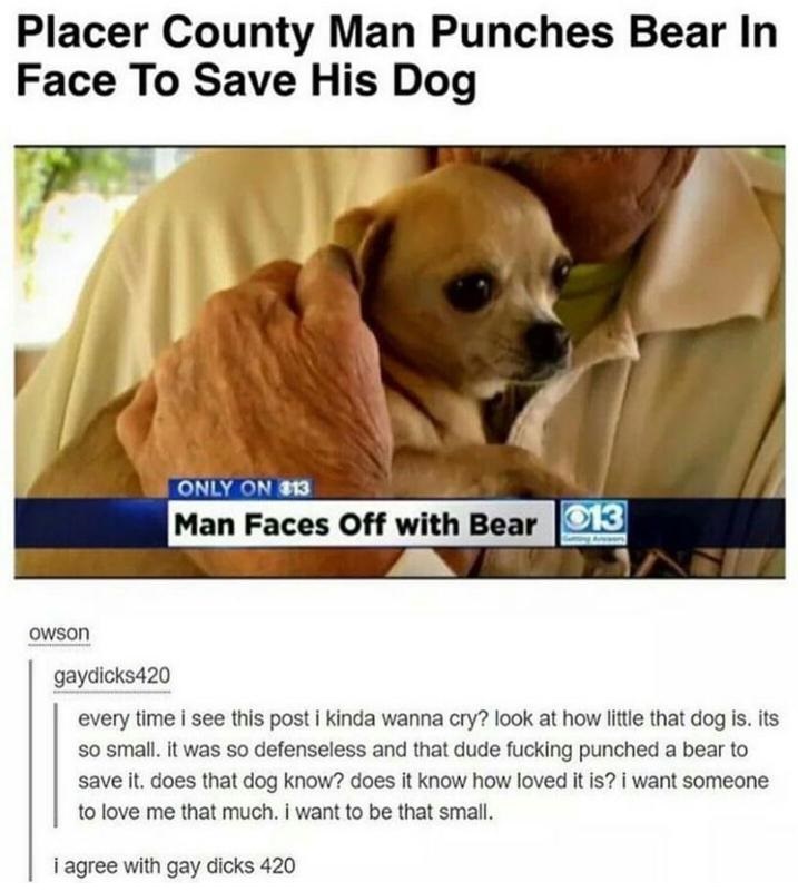 dog-post-saved-bear-comment