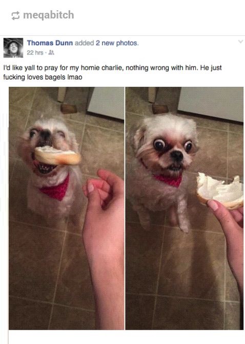 dog-weird-bagels-face