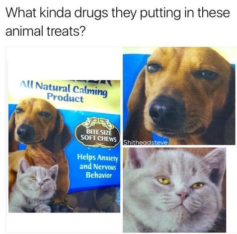 drugs-animals-treats-strange
