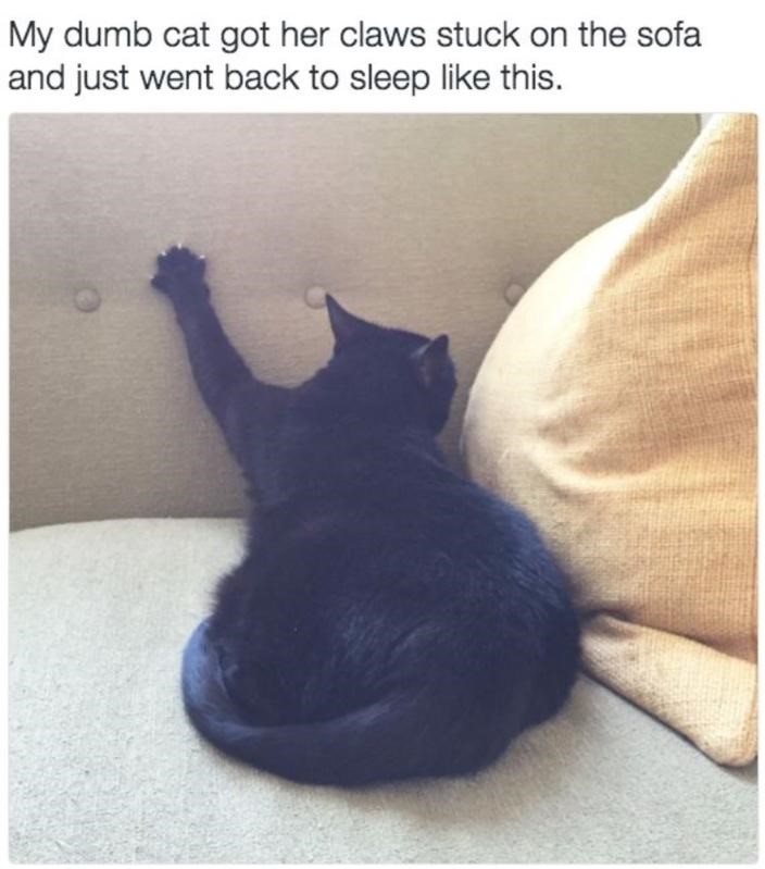dumb-cat-stuck-sleep