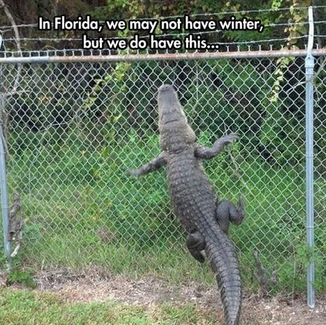 florida-winter-crocodile