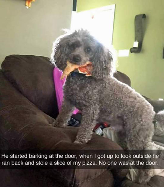 funny-dog-slice-pizza