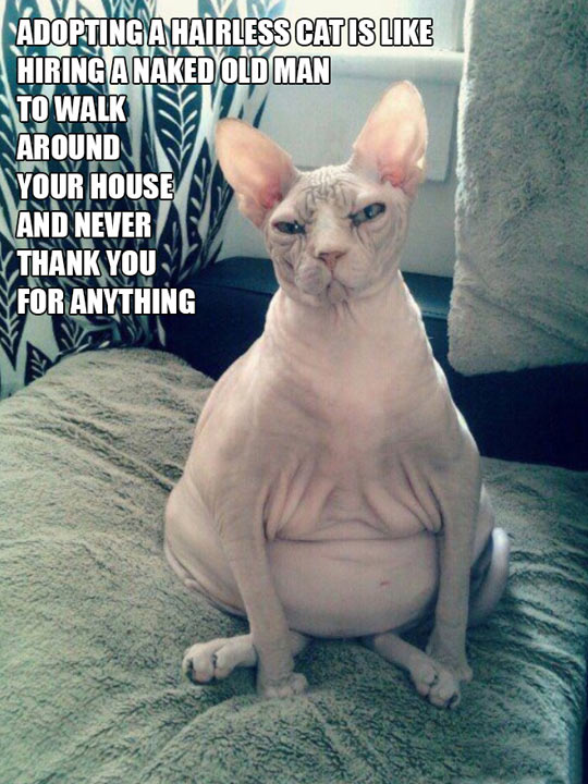funny-hairless-cat-ugly