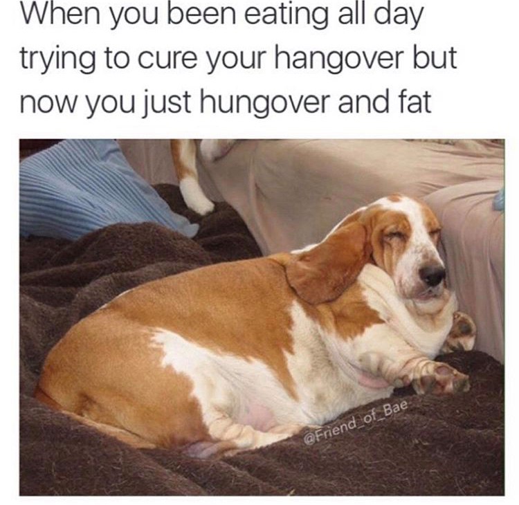 hangover-fat-food-dog