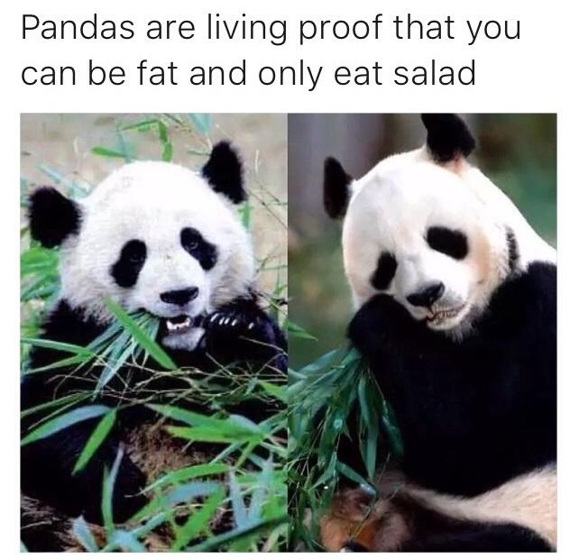 pandas-fat-prrof-salad