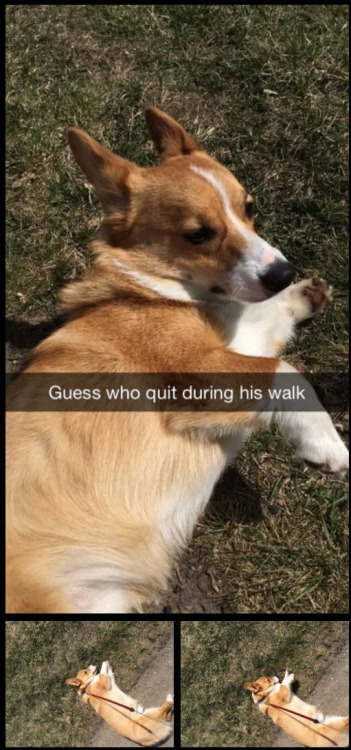 quit-walk-dog