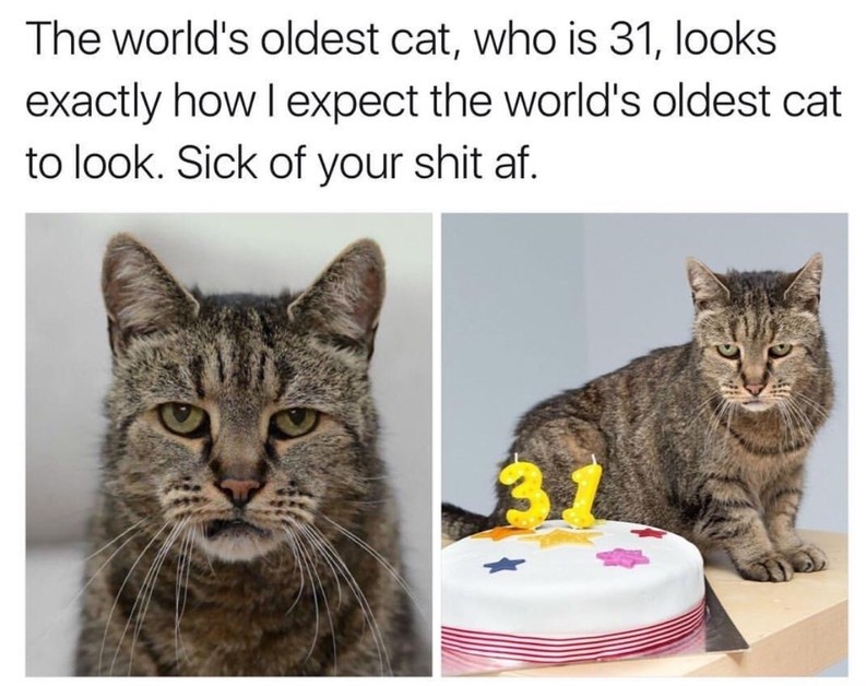 cat-oldest-birthday