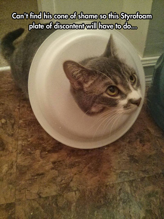 cool-cat-plate-styrofoam-discontent
