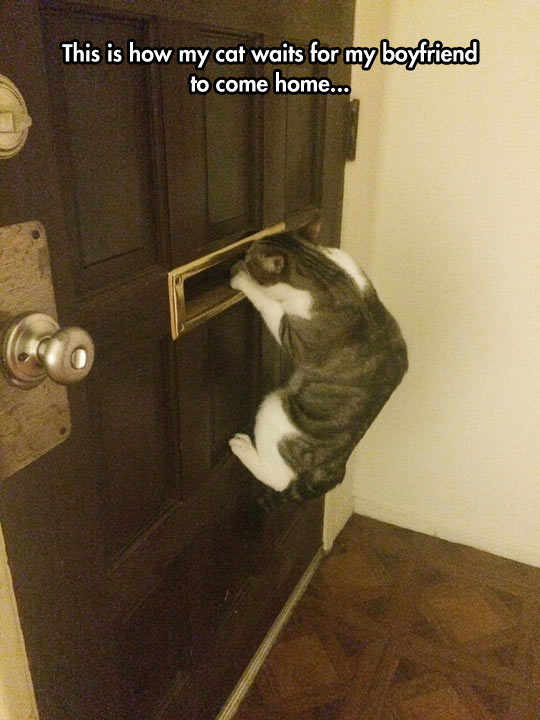 cool-cat-waiting-owner-door