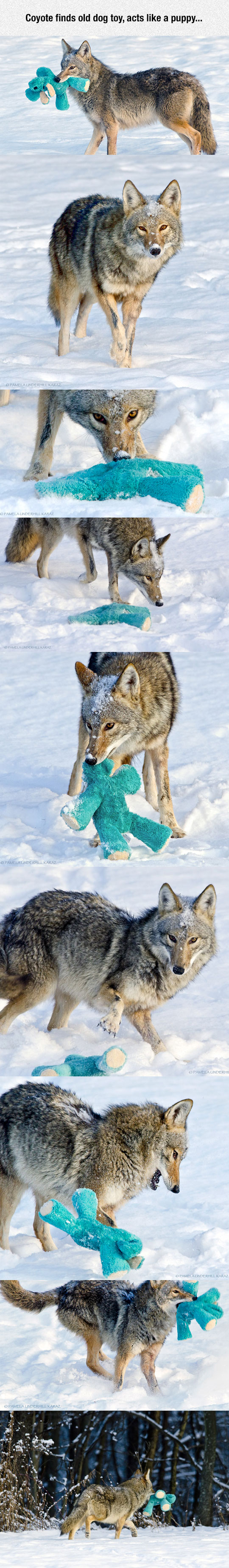 cool-coyote-playing-dog-toy-snow
