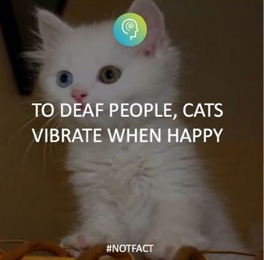 cool-deaf-people-cats-vibrate