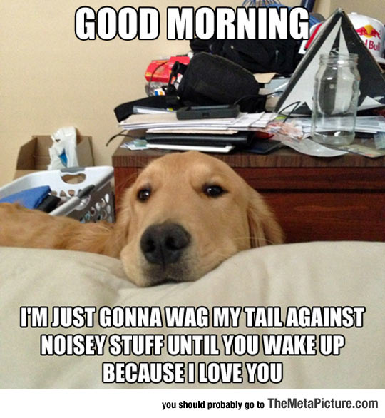 cool-dog-morning-wag-tail-noise-wake-up