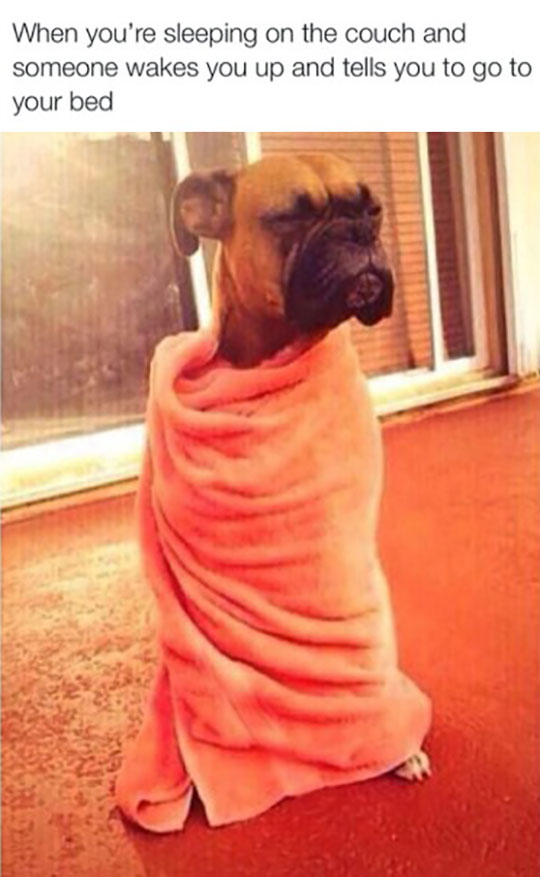cool-dog-sleepy-covered-towel
