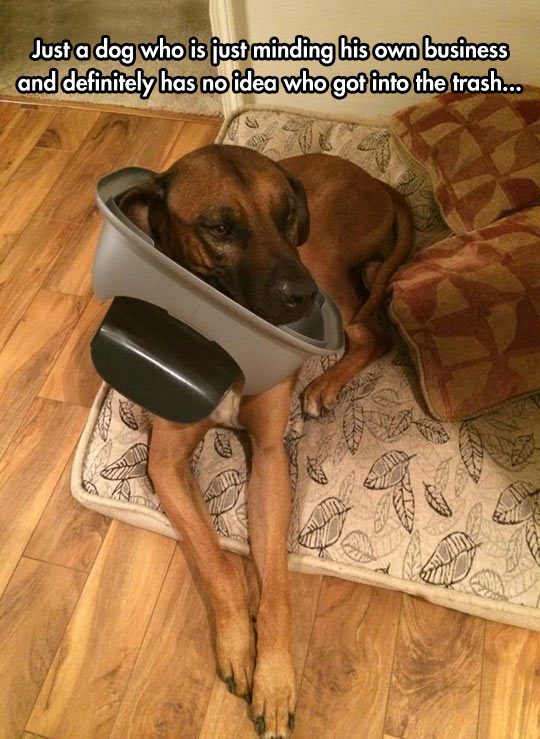 cool-dog-trash-can-stuck