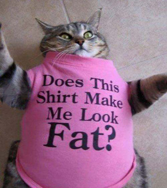 cool-fat-cat-shirt-cute