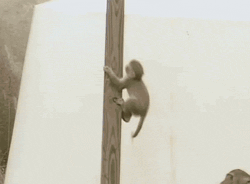 cool-gif-monkey-fall-clumsy