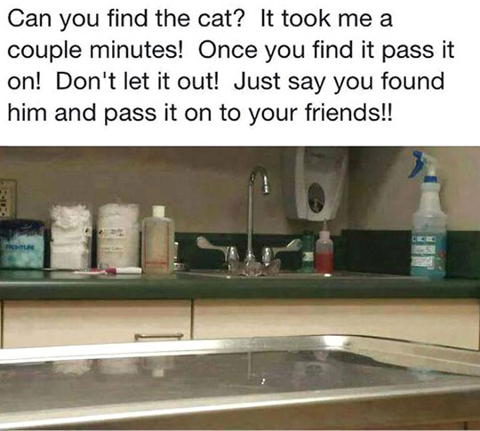 cool-hidden-cat-vet-sink