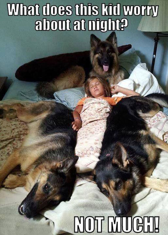 cool-kid-sleeping-bed-dogs