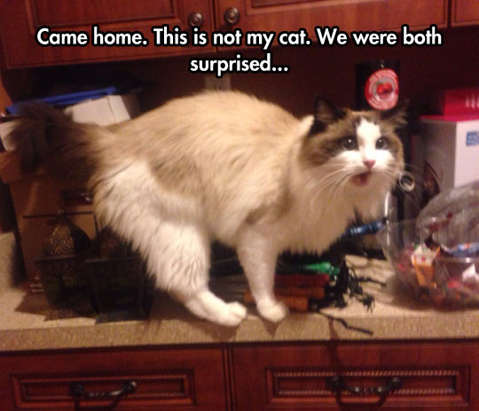 cool-strange-cat-home-surprise