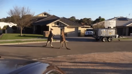 gif-kangaroos-australia