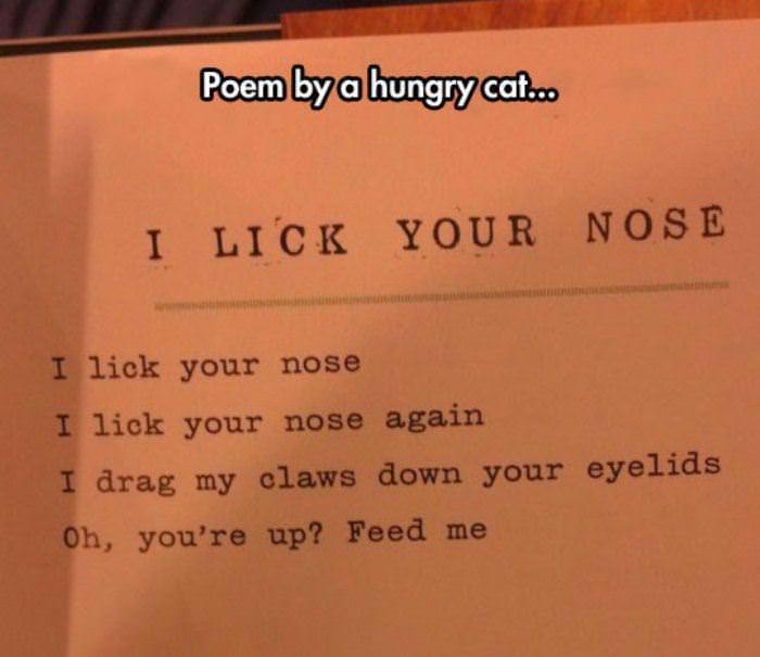 poem_by_a_hungry_cat