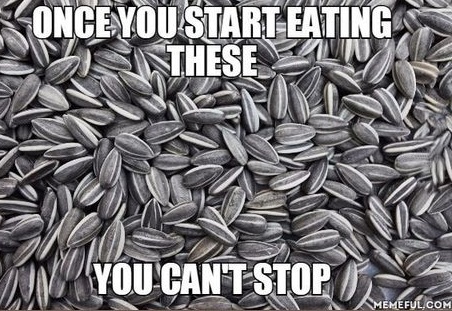 sunflower-seeds-eating-cnt-stop
