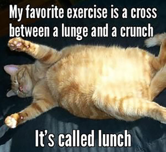 cool-fat-cat-lunch-idea-words