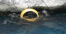 cool-gif-otter-playing-water-ring