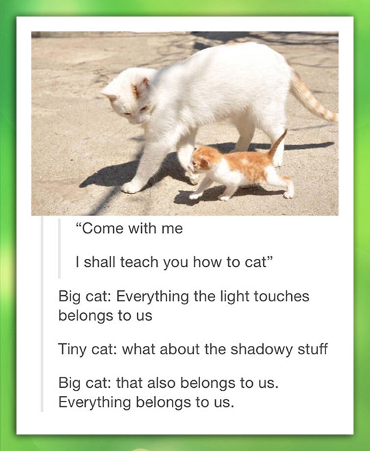 cute-cat-little-big-lesson