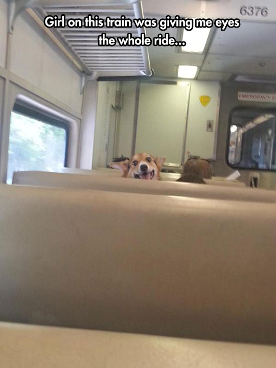 corgi on subway