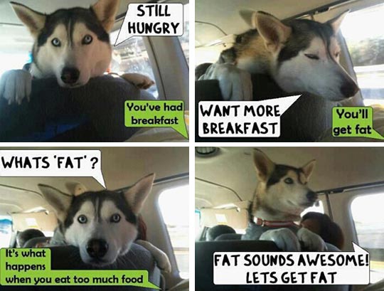 funny-dog-car-talking-food-fat