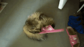 funny-gif-cat-fighting-flip-flops