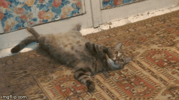 funny-gif-cat-lay-down-quickly-up